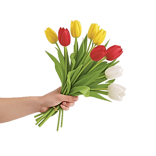 Velvet Tulip Display