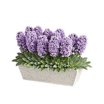 Graceful Lily Display