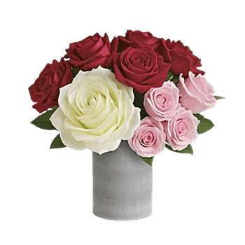 Radiant Rose Symphony