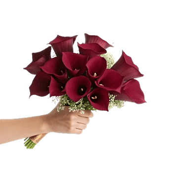 Elegant Calla Lilies