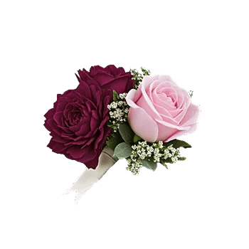 Plum Blossom Radiance