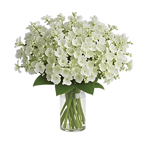 Ivory Blossom Radiance