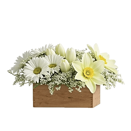 Minimalist White Orchids