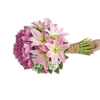 Peony Petal Harmony