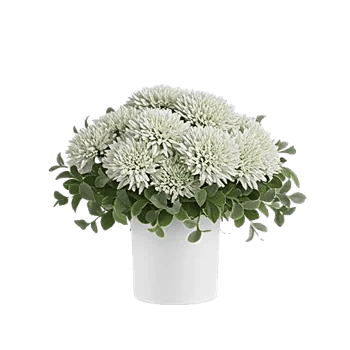 Minimalist White Orchids