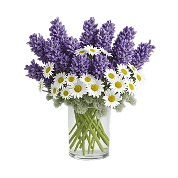 Lavender Bloom Grace