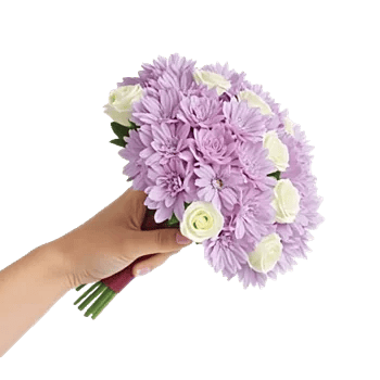 Blushing Rose Symphony