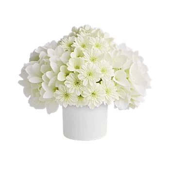 Ivory Blossom Radiance