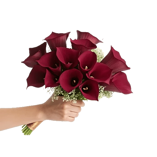 Elegant Calla Lilies