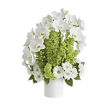 Modern White Orchids