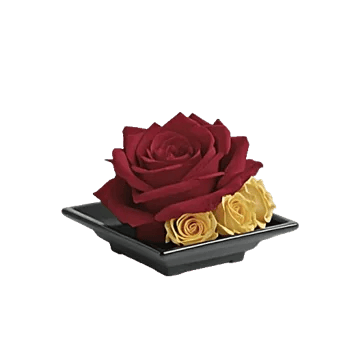 Radiant Rose Symphony