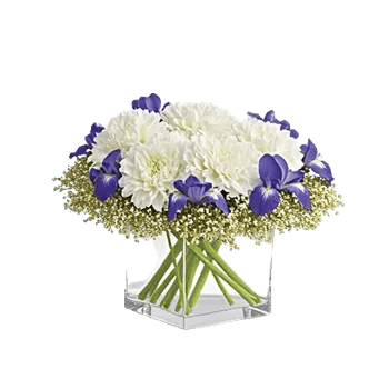 Ivory Blossom Radiance