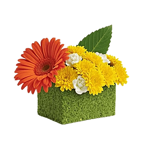 Vibrant Orange Delight