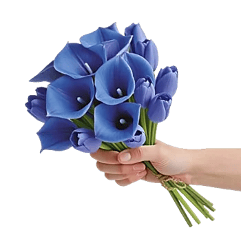 Elegant Calla Lilies