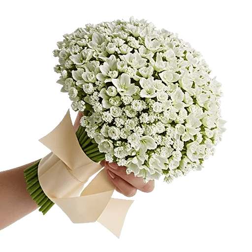 Ivory Blossom Radiance