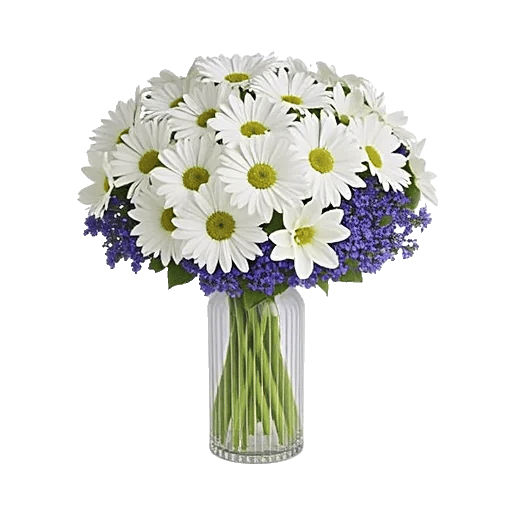 Enchanting Daisy Garden