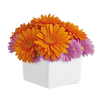 Vibrant Orange Delight