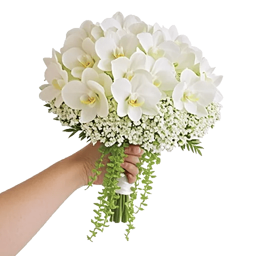 Modern White Orchids