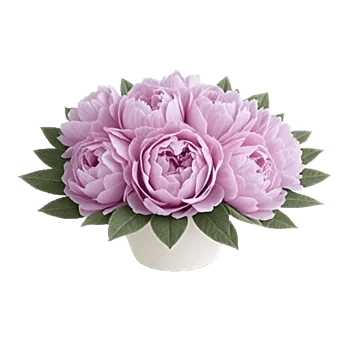 Peony Petal Harmony