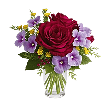 Radiant Rose Symphony