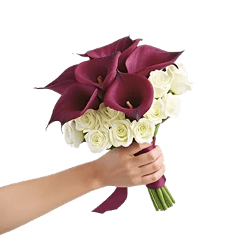 Elegant Calla Lilies