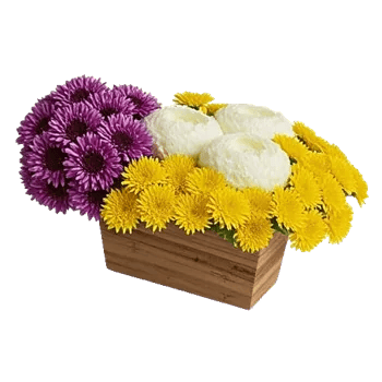 Petal Radiance Bliss