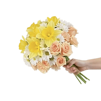 Soft Sunlight Blooms