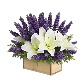 Minimalist White Orchids