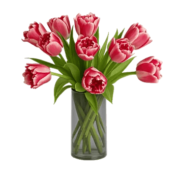 Velvet Tulip Display