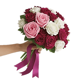Blushing Rose Symphony