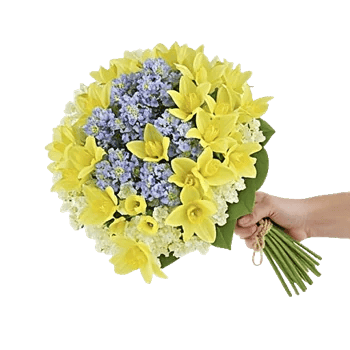 Blossom Harmony Display