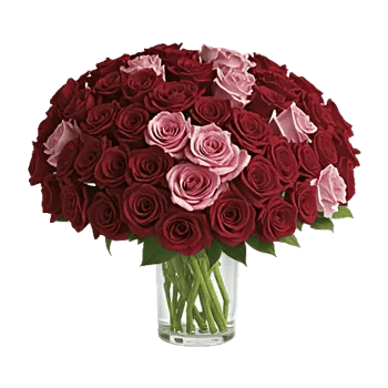 Radiant Rose Symphony