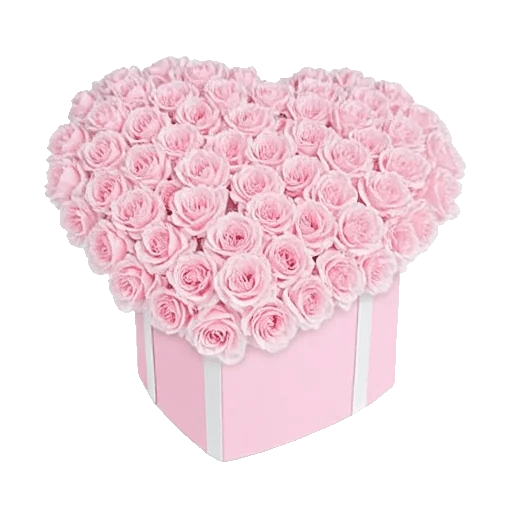 Pastel Pink Roses