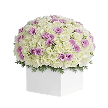 Ivory Blossom Radiance