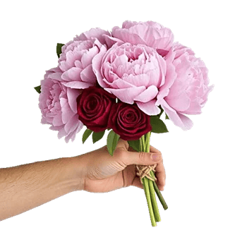 Peony Petal Harmony