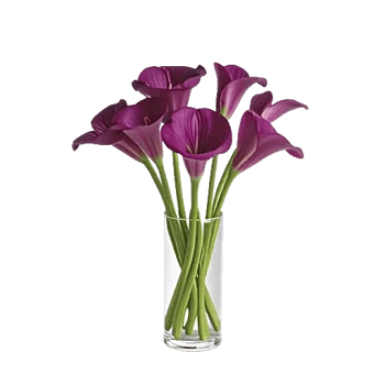 Elegant Calla Lilies