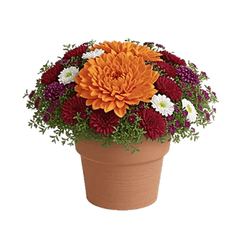 Petal Radiance Bliss