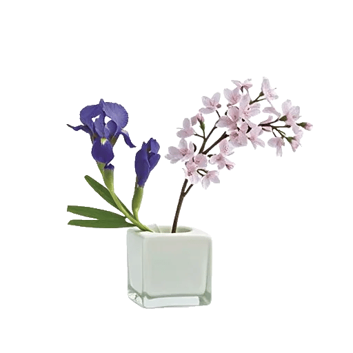 Ivory Blossom Radiance