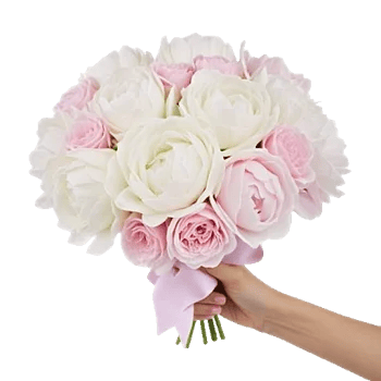 Peony Petal Harmony