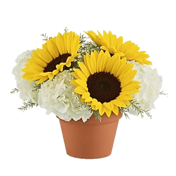 Amber Sunflower Glow