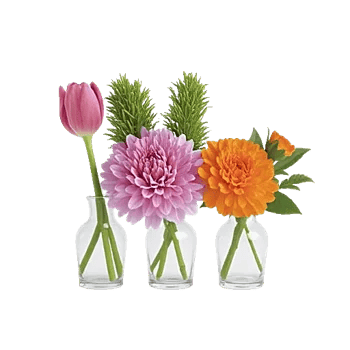 Petal Radiance Bliss