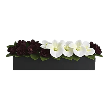 Modern White Orchids