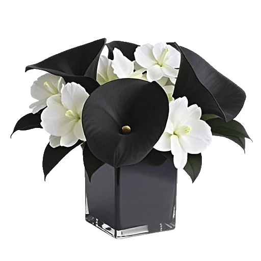 Elegant Calla Lilies