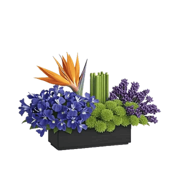 Minimalist White Orchids