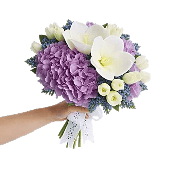 Serene Petal Harmony