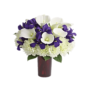 Elegant Calla Lilies