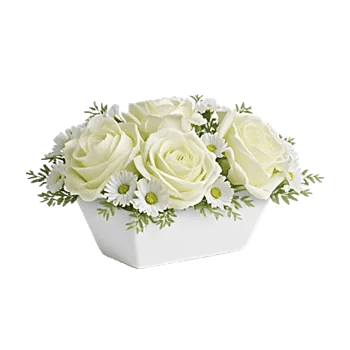Modern White Orchids