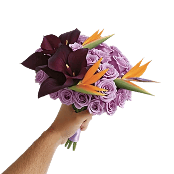 Elegant Calla Lilies