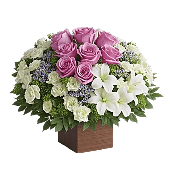 Ivory Blossom Radiance