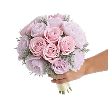 Pastel Pink Roses